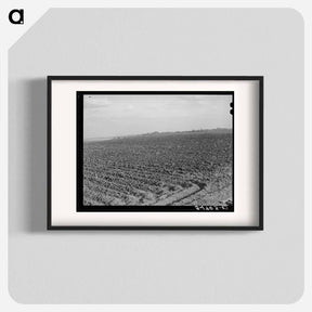 アートポスター-Plowed Cornfield, McLennan County, Texas
 - ラッセル リー Poster.