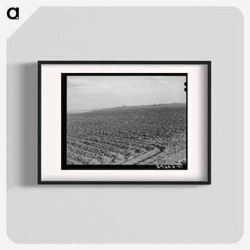 Plowed Cornfield, McLennan County, Texas
 - ラッセル リー Poster.