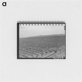 アートメモ帳-Plowed Cornfield, McLennan County, Texas
 - ラッセル リー Memo.