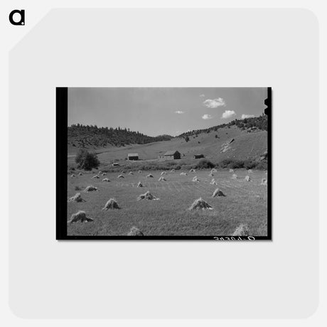 アートポストカード-Wheat Field, Holman, New Mexico
 - ラッセル リー Postcard.