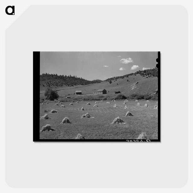 アートポストカード-Wheat Field, Holman, New Mexico
 - ラッセル リー Postcard.
