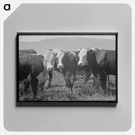 アートパネル-Yearlings, Cruzen Ranch, Valley County, Idaho
 - ラッセル リー Canvas.