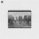 アートメモ帳-Yearlings, Cruzen Ranch, Valley County, Idaho
 - ラッセル リー Memo.