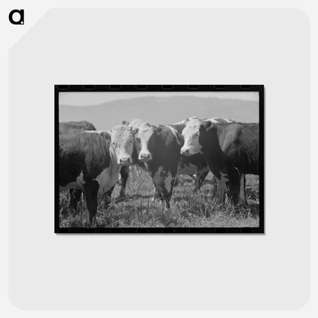 アートポストカード-Yearlings, Cruzen Ranch, Valley County, Idaho
 - ラッセル リー Postcard.