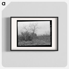 アートポスター-Cactus, Mesquite, and Chaparral near Robstown, Texas
 - ラッセル リー Poster.