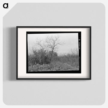 Cactus, Mesquite, and Chaparral near Robstown, Texas
 - ラッセル リー Poster.