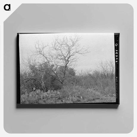 アートパネル-Cactus, Mesquite, and Chaparral near Robstown, Texas
 - ラッセル リー Canvas.