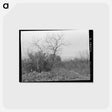 アートポストカード-Cactus, Mesquite, and Chaparral near Robstown, Texas
 - ラッセル リー Postcard.