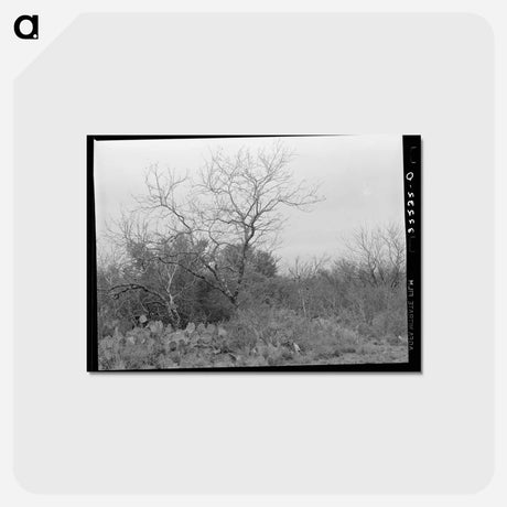 アートポストカード-Cactus, Mesquite, and Chaparral near Robstown, Texas
 - ラッセル リー Postcard.