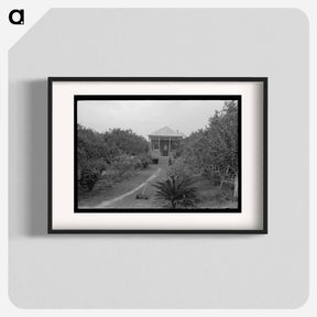 アートポスター-Front Yard of Orange Grower, Boothville, Louisiana
 - ラッセル リー Poster.