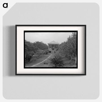 Front Yard of Orange Grower, Boothville, Louisiana
 - ラッセル リー Poster.