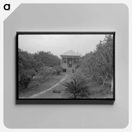 アートパネル-Front Yard of Orange Grower, Boothville, Louisiana
 - ラッセル リー Canvas.