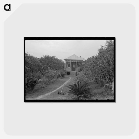 アートポストカード-Front Yard of Orange Grower, Boothville, Louisiana
 - ラッセル リー Postcard.