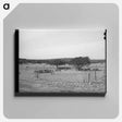 アートパネル-Sheep and Goats in Fenced Enclosure, Sutton County, Texas
 - ラッセル リー Canvas.