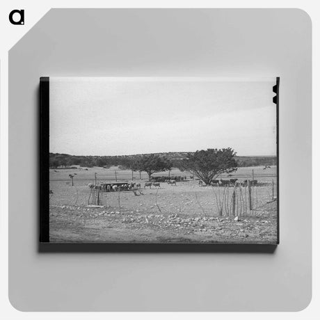 アートパネル-Sheep and Goats in Fenced Enclosure, Sutton County, Texas
 - ラッセル リー Canvas.