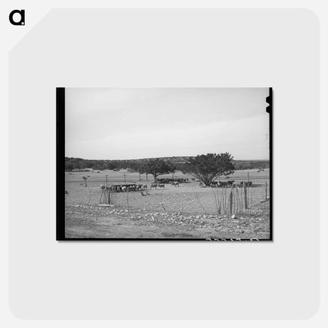 アートポストカード-Sheep and Goats in Fenced Enclosure, Sutton County, Texas
 - ラッセル リー Postcard.