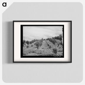 アートポスター-Orchard, Canyon County, Idaho
 - ラッセル リー Poster.