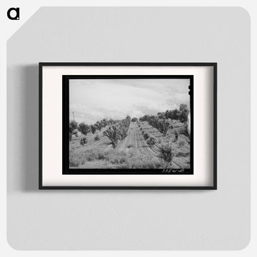 Orchard, Canyon County, Idaho
 - ラッセル リー Poster.