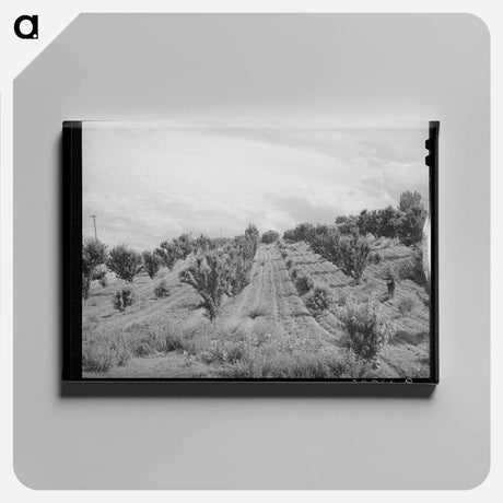 アートパネル-Orchard, Canyon County, Idaho
 - ラッセル リー Canvas.