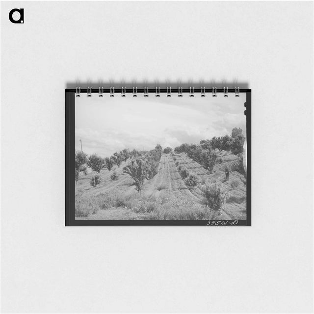 アートメモ帳-Orchard, Canyon County, Idaho
 - ラッセル リー Memo.