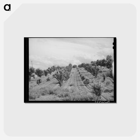 アートポストカード-Orchard, Canyon County, Idaho
 - ラッセル リー Postcard.