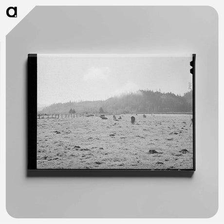 アートパネル-Dairy Cattle in Tillamook County Marshland
 - ラッセル リー Canvas.