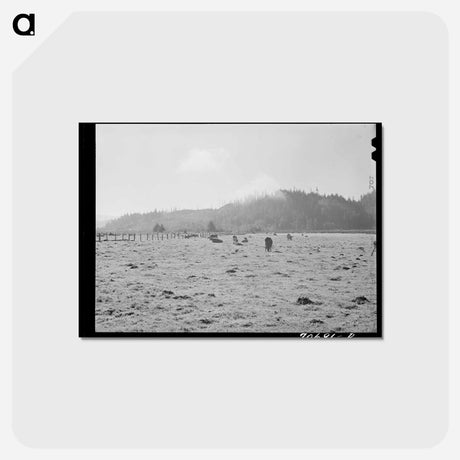 アートポストカード-Dairy Cattle in Tillamook County Marshland
 - ラッセル リー Postcard.