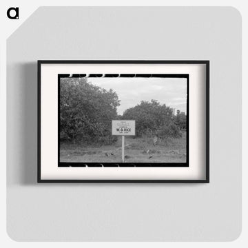 Citrus Grove Sign, San Juan, Texas
 - ラッセル リー Poster.