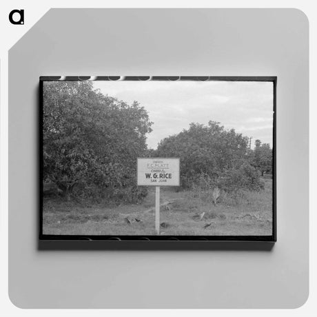 アートパネル-Citrus Grove Sign, San Juan, Texas
 - ラッセル リー Canvas.