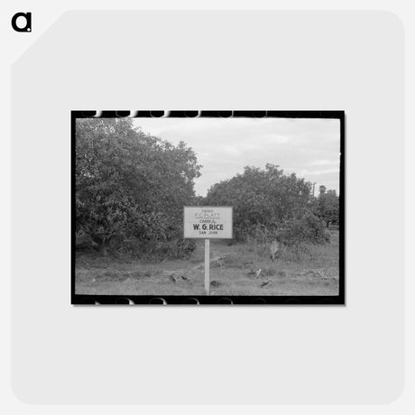 アートポストカード-Citrus Grove Sign, San Juan, Texas
 - ラッセル リー Postcard.