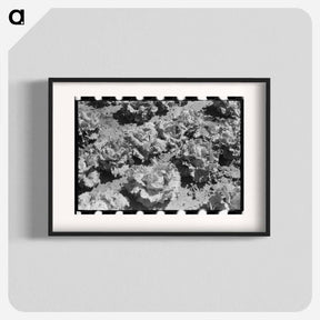 アートポスター-Lettuce Field, Canyon County, Idaho
 - ラッセル リー Poster.