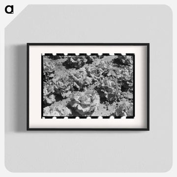 Lettuce Field, Canyon County, Idaho
 - ラッセル リー Poster.