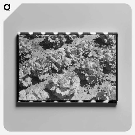 アートパネル-Lettuce Field, Canyon County, Idaho
 - ラッセル リー Canvas.