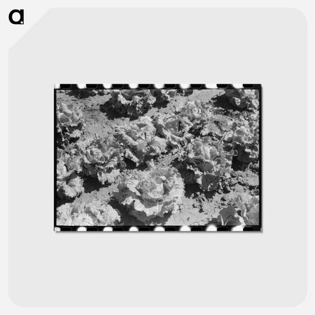 アートポストカード-Lettuce Field, Canyon County, Idaho
 - ラッセル リー Postcard.