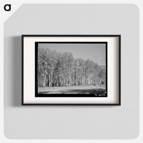 アートポスター-Aspen Grove, Santa Barbara Canyon
 - ラッセル リー Poster.