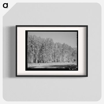 Aspen Grove, Santa Barbara Canyon
 - ラッセル リー Poster.