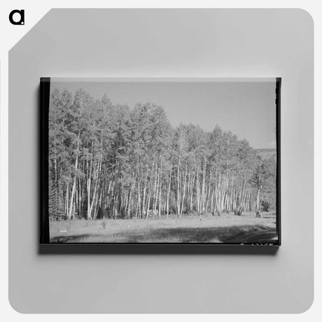 アートパネル-Aspen Grove, Santa Barbara Canyon
 - ラッセル リー Canvas.