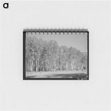 アートメモ帳-Aspen Grove, Santa Barbara Canyon
 - ラッセル リー Memo.