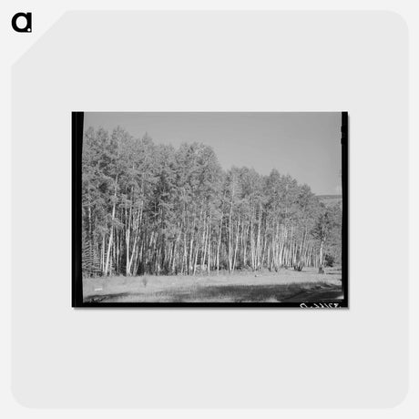 アートポストカード-Aspen Grove, Santa Barbara Canyon
 - ラッセル リー Postcard.