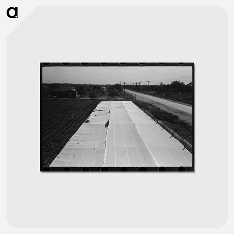 アートポストカード-Large Frame Garden on Truck Farm Near San Angelo, Texas
 - ラッセル リー Postcard.