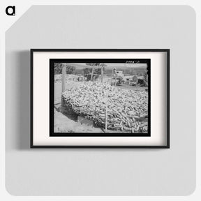 アートポスター-Corn Raised for Feed, Vale-Owyhee Irrigation Project
 - ラッセル リー Poster.