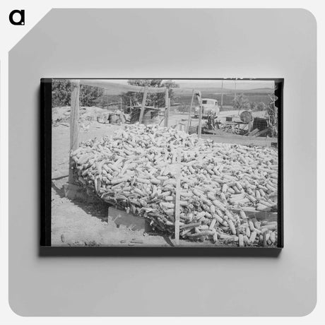 アートパネル-Corn Raised for Feed, Vale-Owyhee Irrigation Project
 - ラッセル リー Canvas.