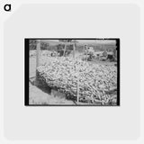 アートポストカード-Corn Raised for Feed, Vale-Owyhee Irrigation Project
 - ラッセル リー Postcard.