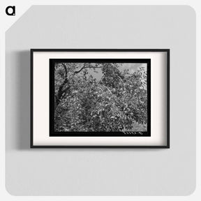 アートポスター-Apples, Animas River Valley, La Plata County, Colorado
 - ラッセル リー Poster.