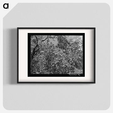 Apples, Animas River Valley, La Plata County, Colorado
 - ラッセル リー Poster.