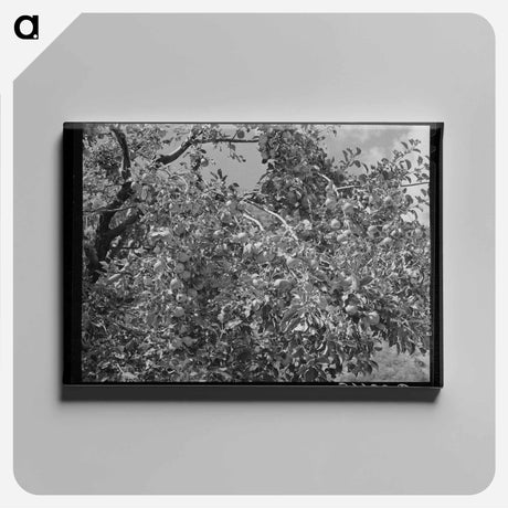 アートパネル-Apples, Animas River Valley, La Plata County, Colorado
 - ラッセル リー Canvas.