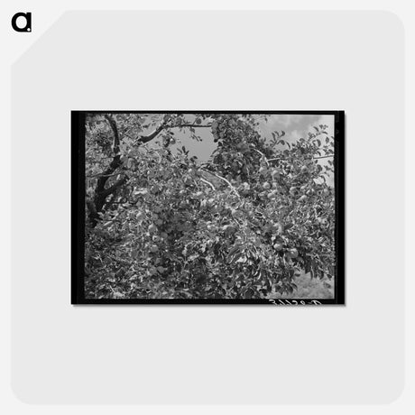 アートポストカード-Apples, Animas River Valley, La Plata County, Colorado
 - ラッセル リー Postcard.