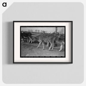 アートポスター-Calf at Casa Grande Farms
 - ラッセル リー Poster.