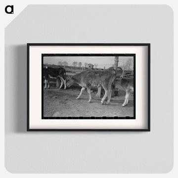 Calf at Casa Grande Farms
 - ラッセル リー Poster.