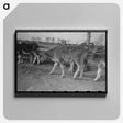 アートパネル-Calf at Casa Grande Farms
 - ラッセル リー Canvas.
